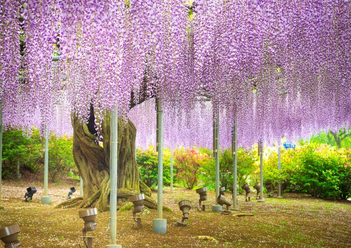Glicine viola in fiore all’Ashikaga Flower Park, nella prefettura di Tochigi, in Giappone