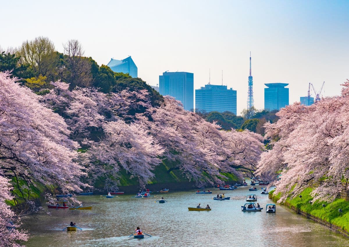 Barche lungo il fossato di Chidorigafuchi a Tokyo, circondato dai ciliegi in fiore.