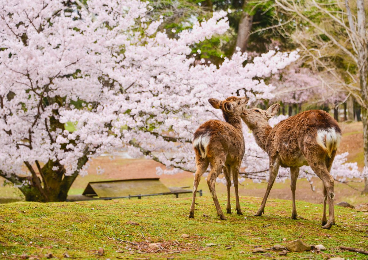 Parco dei Cervi a Nara, Kyoto, Giappone