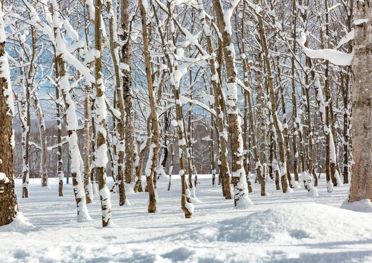 Foresta giapponese innevata, Hokkaido