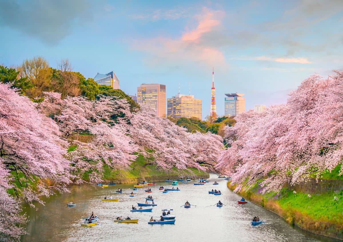 Chidorigafuchi Moat in Spring, Tokyo