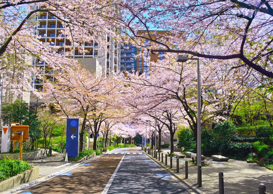 Strada con fiori di ciliegio in città,