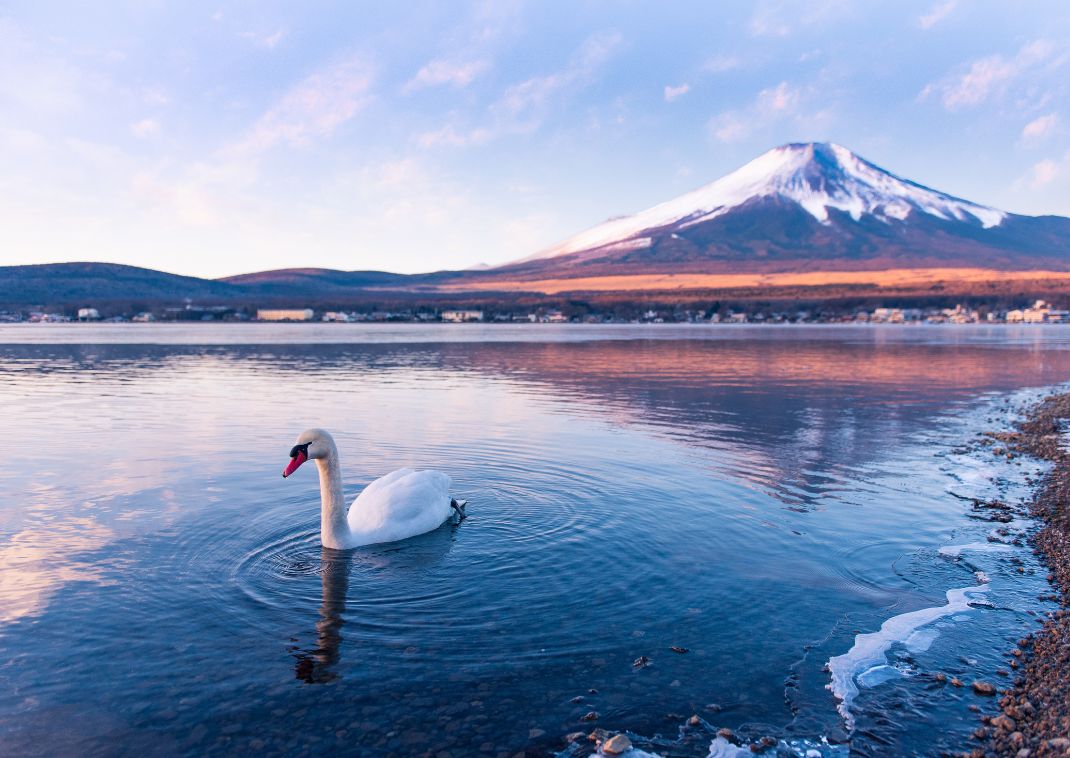 Cigno che nuota nel Lago Yamanaka con il Monte Fuji sullo sfondo