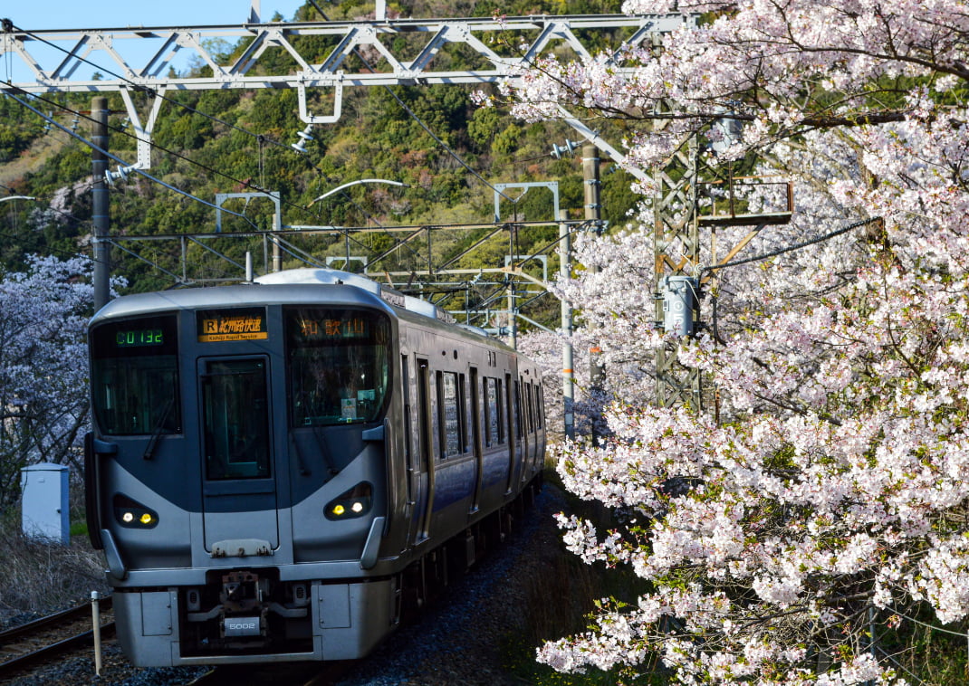 Un treno arriva alla stazione di Yamanakadani, circondato da ciliegi in fiore.