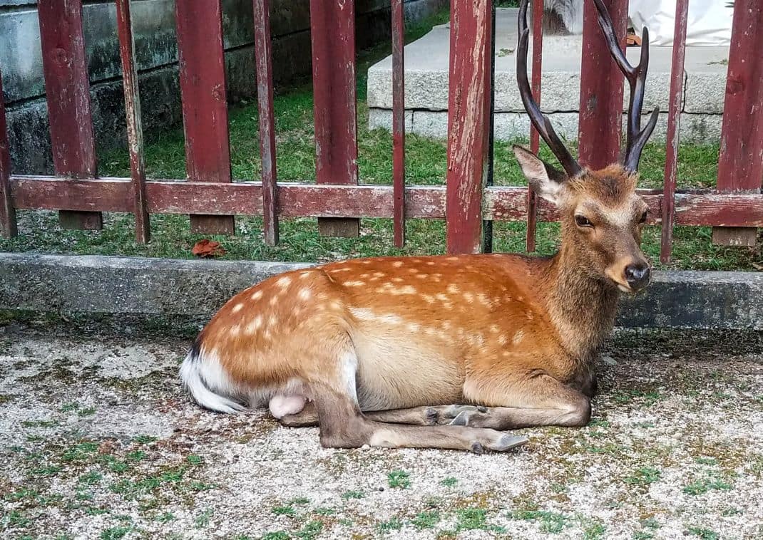 Un cervo mentre si riposa