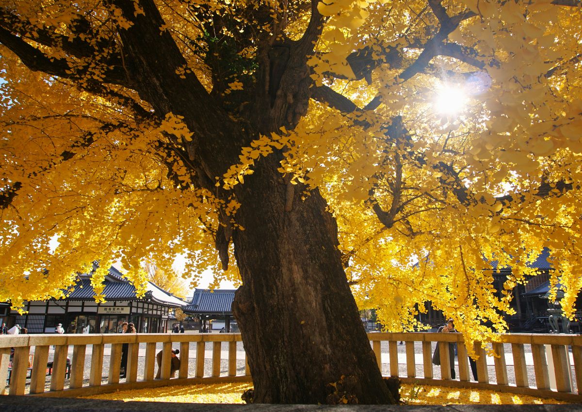 Grande albero di ginkgo biloba in un giardino templare autunnale a Kyoto, Giappone.