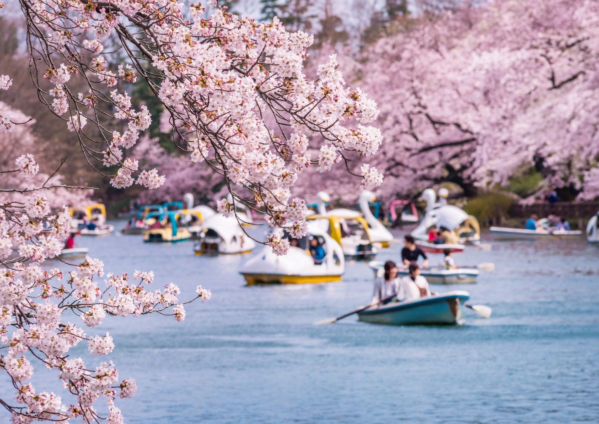 Hanami sulle barchette del parco di Inokashira, Tokyo