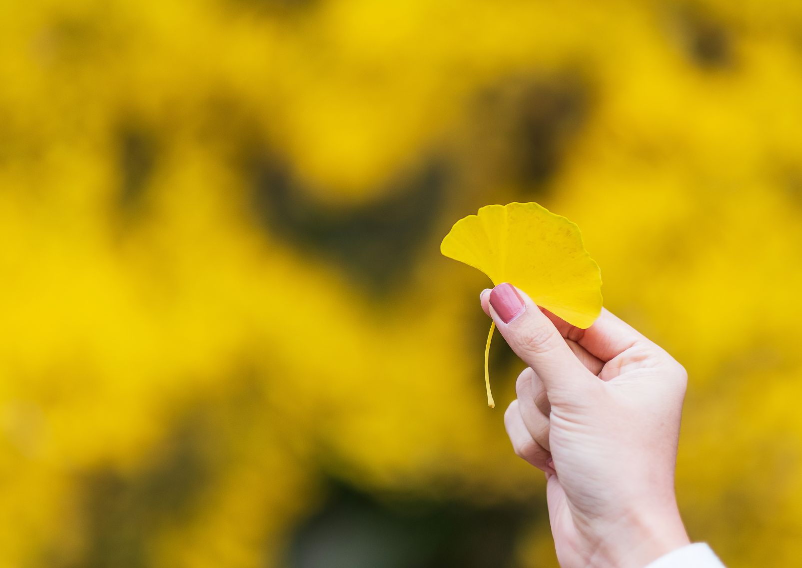 mano di donna con una foglia gialla di ginkgo biloba in giardino, fogliame autunnale