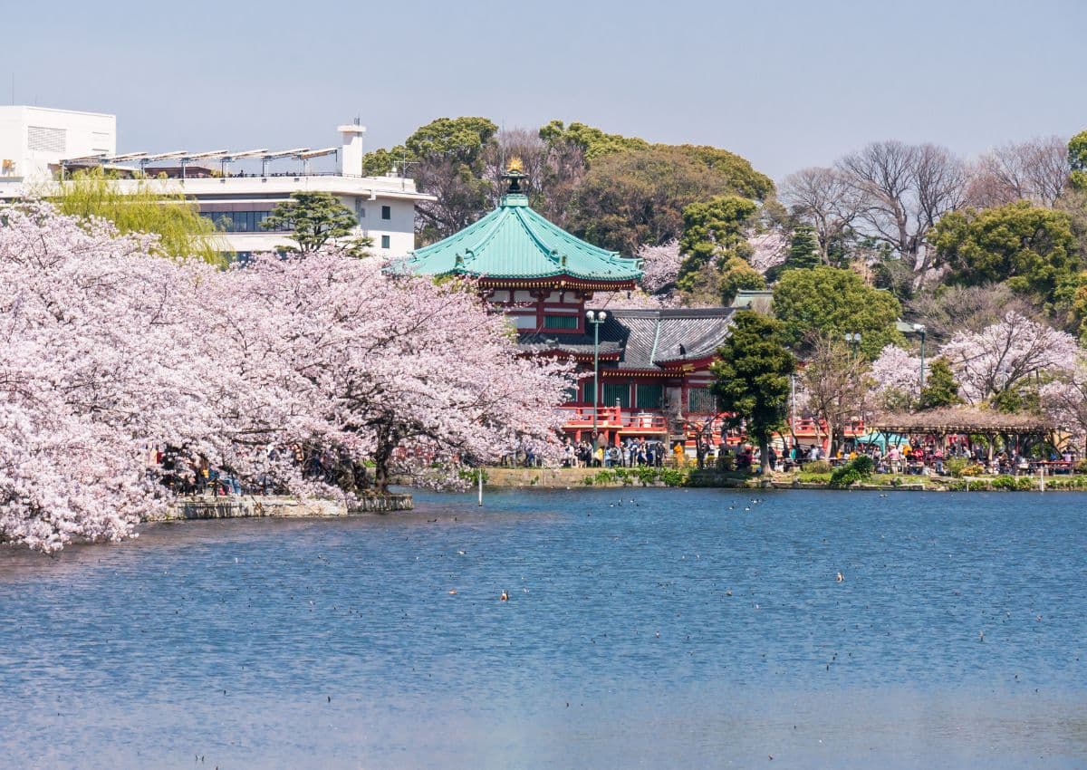 Il laghetto del parco di Ueno con i ciliegi in fiore, Tokyo