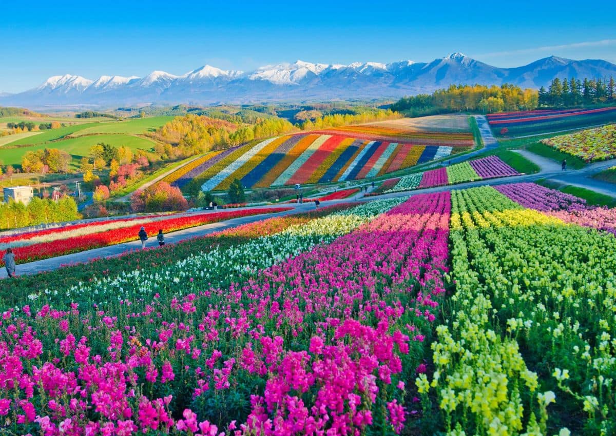 Colline fiorite a Furano, Hokkaido, Giappone