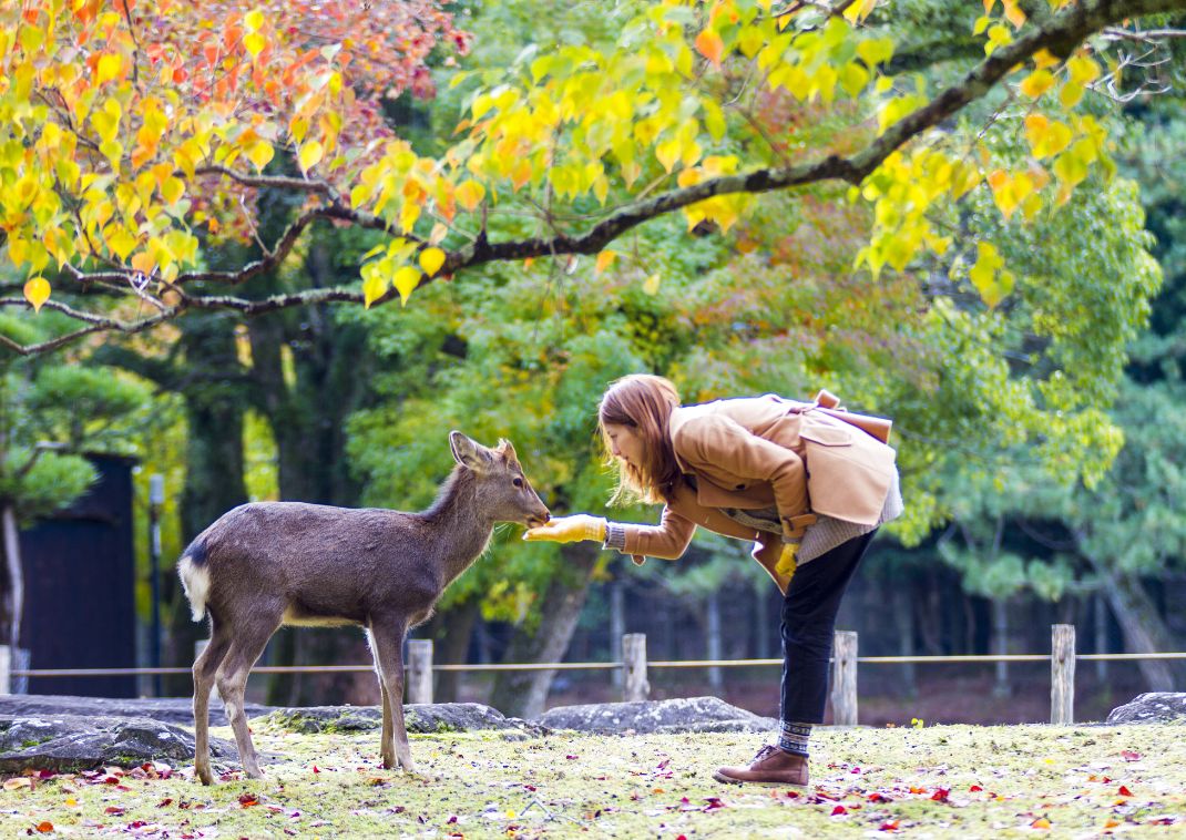 Parco di Nara, Giappone: foliage di aceri in pieno autunno