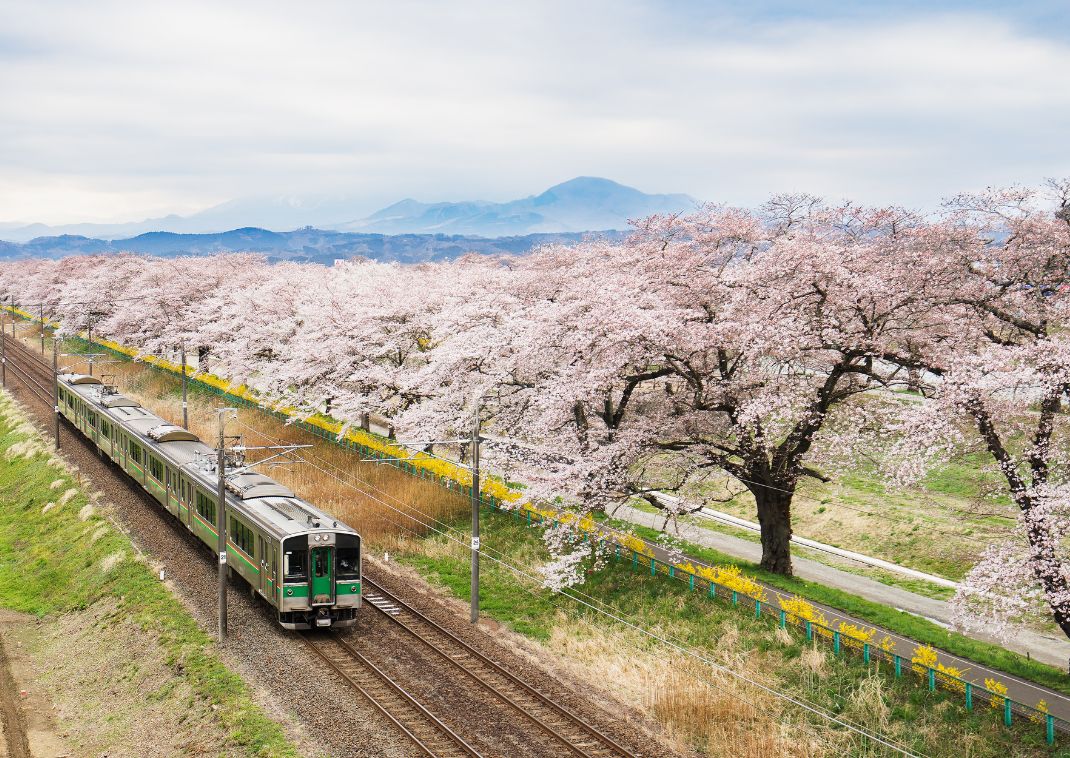 Treno in Giappone che attraversa una fila di alberi di ciliegio in fiore