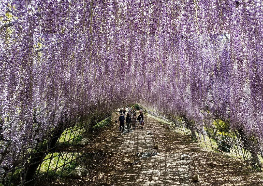 Uno dei tunnel di glicini nel Giardino di Kawachi