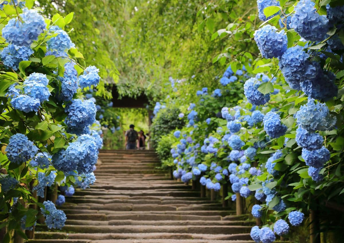 Ortensie sotto la pioggia al tempio Meigetsu-in di Kamakura, in Giappone