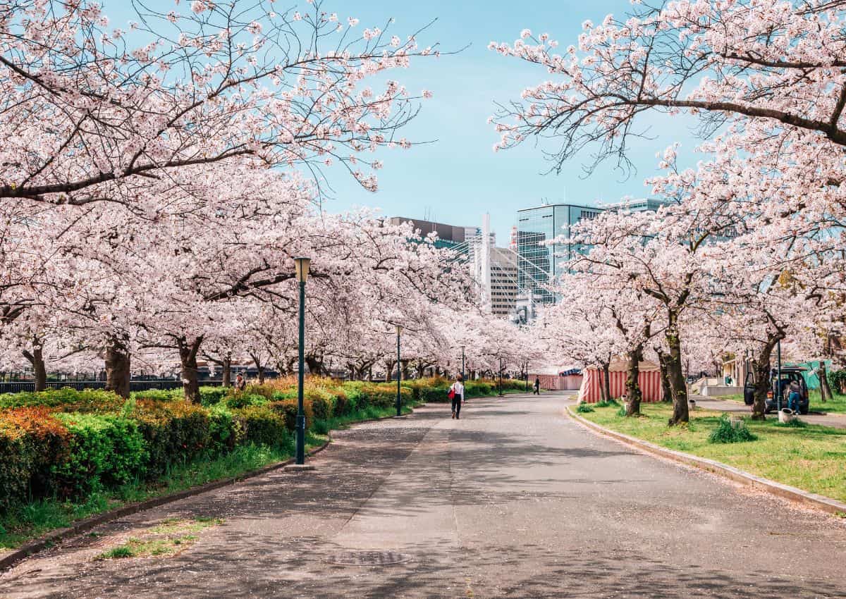Parco Sakuranomiya nella stagione dei ciliegi in fiore, Osaka, Giappone