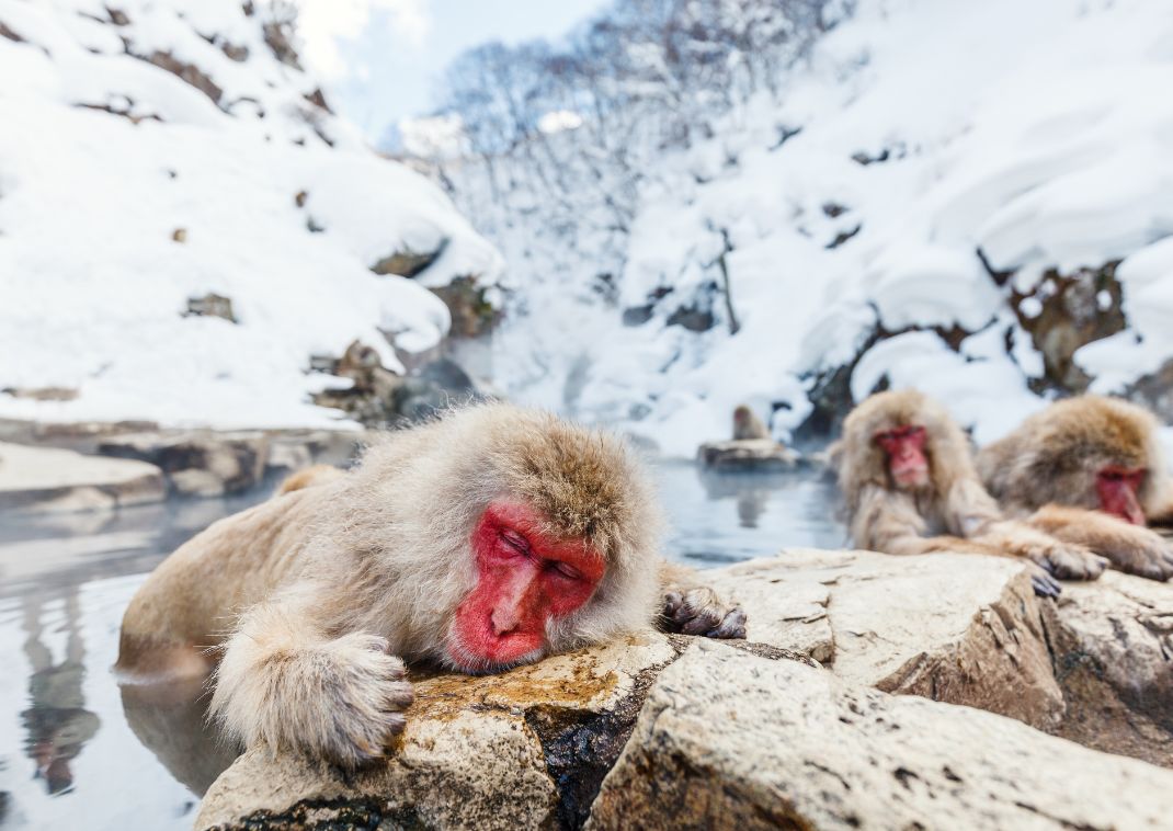 Un'altra prova che gli onsen sono per tutti!