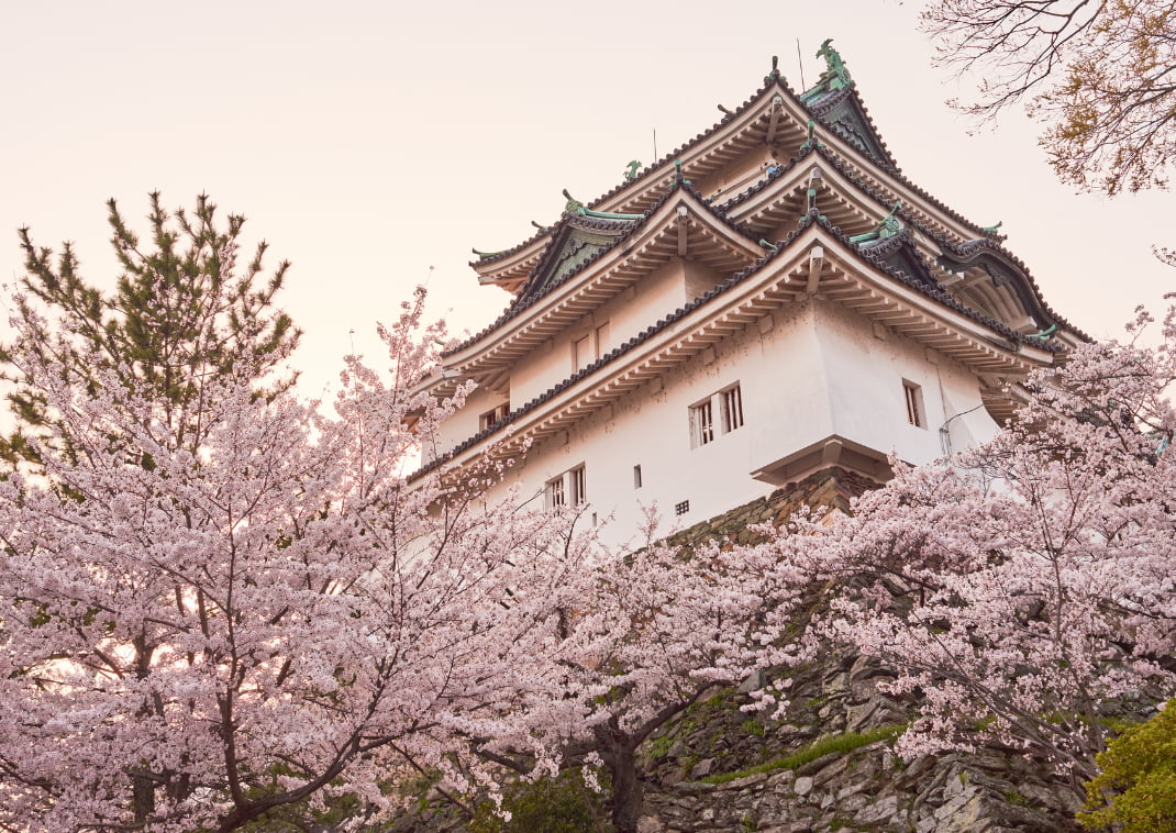 Castello di Wakayama durante la stagione della fioritura dei ciliegi