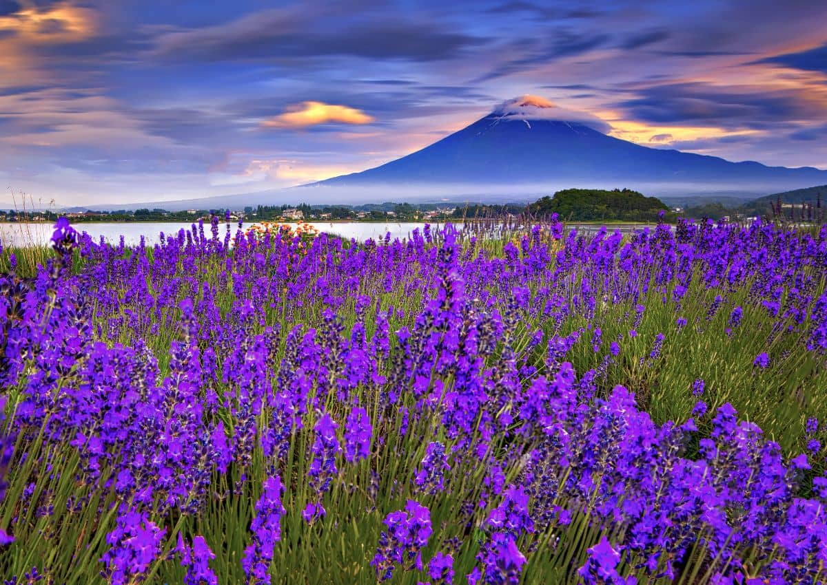 Campo di lavanda con il Monte Fuji sullo sfondo, presso il Lago Kawaguchi, in Giappone