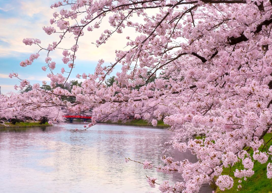  Festa dei ciliegi in fiore di Hirosaki sull'acqua