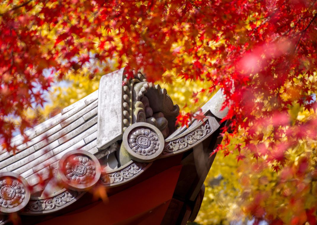 Il tetto di un tempio giapponese avvolto dalle foglie variopinte di acero e ginkgo, Kyoto