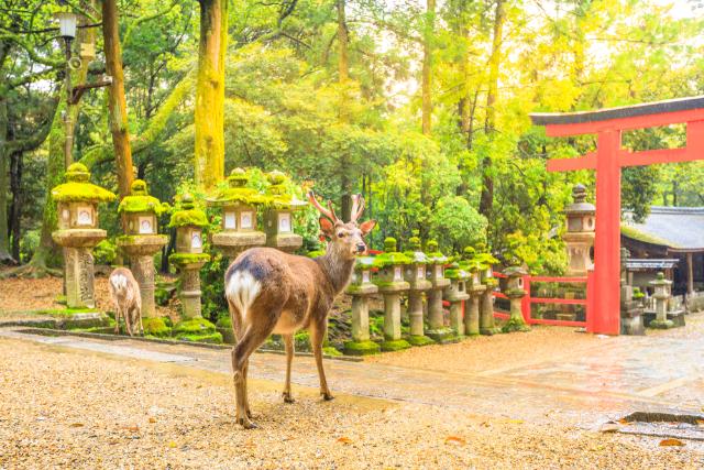 Daino nel parco di Nara