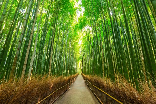 Foresta di bambù di Arashiyama, Kyoto 