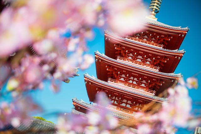 Il tempio Senso-ji durante il sakura