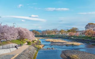 Lungo le sponde del fiume Kamogawa, Kyoto