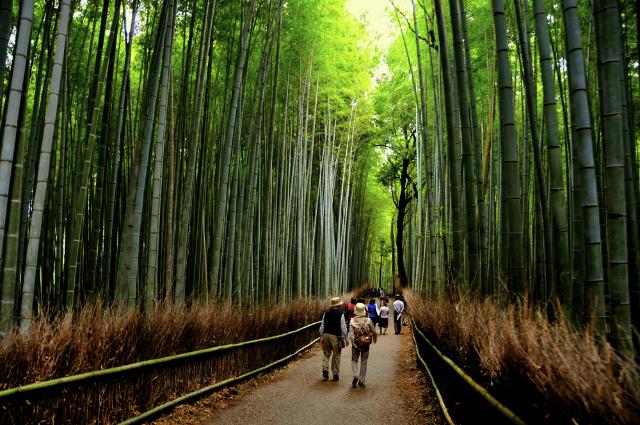 Foresta di bambù, Arashiyama 
