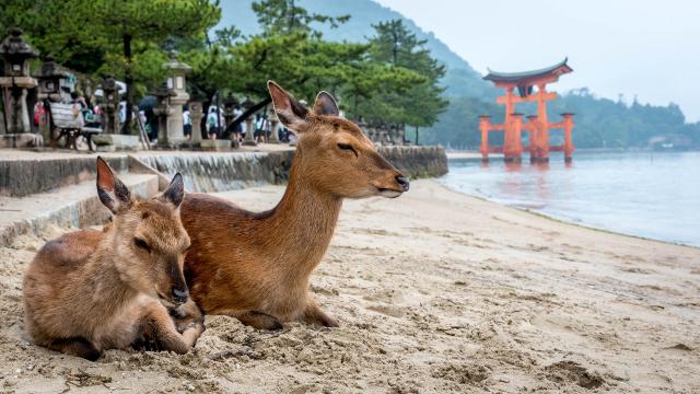 Due cervi seduti su una riva a Miyajima 