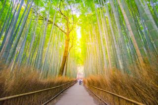 Foresta di Bambù di Arashiyama