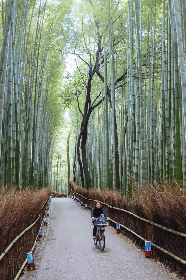 Foresta di bambú di Arashiyama 