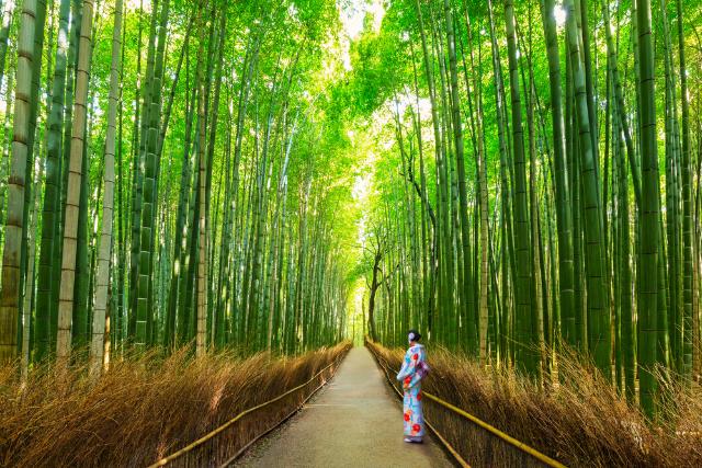 Foresta di bambù, Arashiyama, Kyoto 