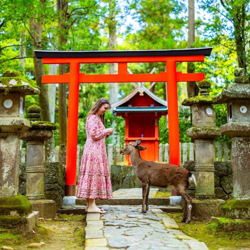 Turista che dà da mangiare a un cervo sika adulto nel parco di Nara, in Giappone, con una porta torii rossa sullo sfondo