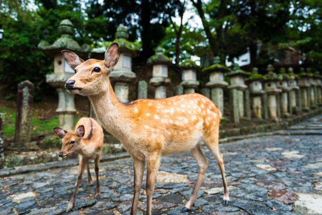 Daini nel parco di Nara  