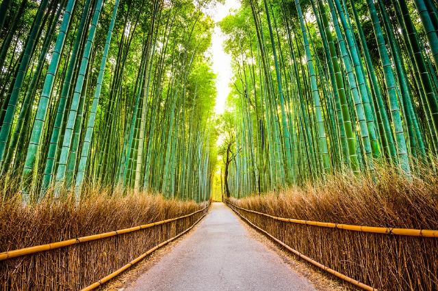 Foresta di bambù di Arashiyama, Kyoto 