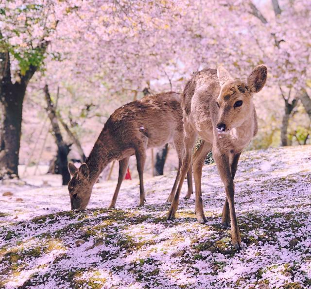 Cerbiatti tra i ciliegi fioriti del Parco di Nara  