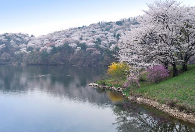 Fioritura dei ciliegi sul lago vicino a Yongin