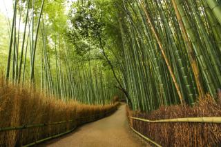 Arashiyama, Kyoto 