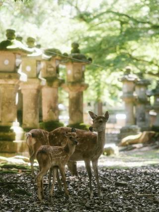 Daini nel Parco dei Cervi di Nara 