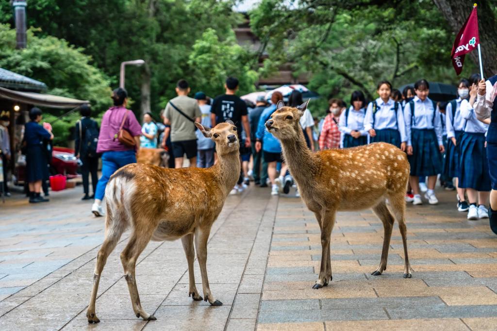 Cervo Sika nel parco di Nara in Giappone