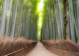 Bosco di bambù di Arashiyama, Kyoto 