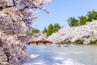 Fiori di ciliegio al castello di Hirosaki, Aomori