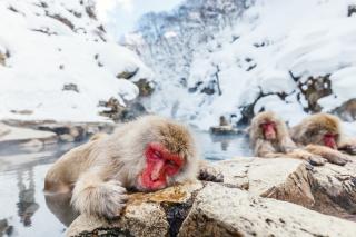 Macachi giapponesi fanno il bagno nelle acque termali di Nagano, Giappone