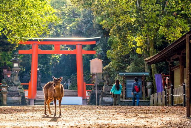 Parco dei cervi, Nara