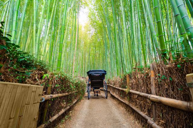 Risciò tradizionale nella rigogliosa foresta di bambù di Arashiyama
