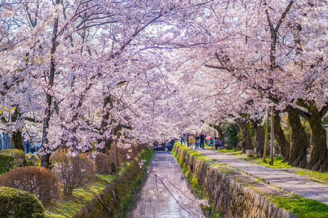 Il Sentiero dei Filosofi in primavera, Kyoto
