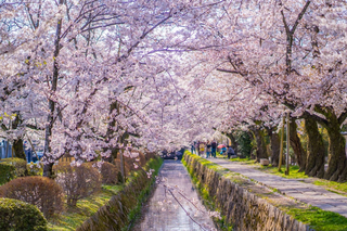 Il Sentiero dei Filosofi in primavera, Kyoto