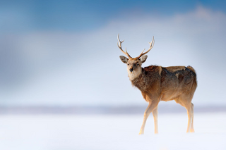 Cervi selvatici nel Parco Nazionale di Shiretoko