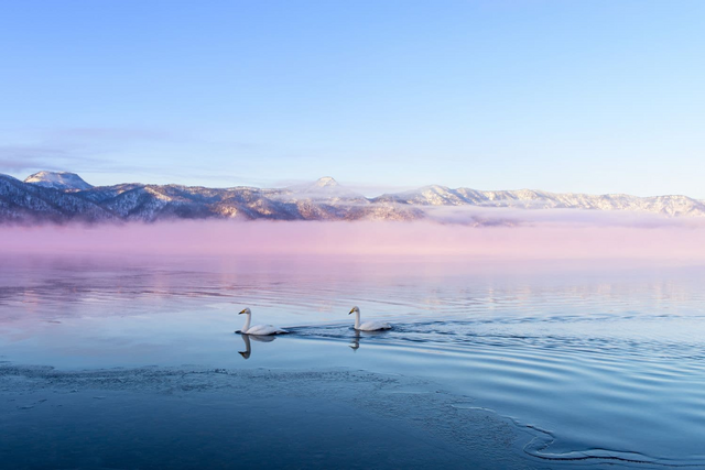 Cigni sul lago Kussharo